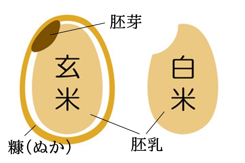 玄米と白米の違い