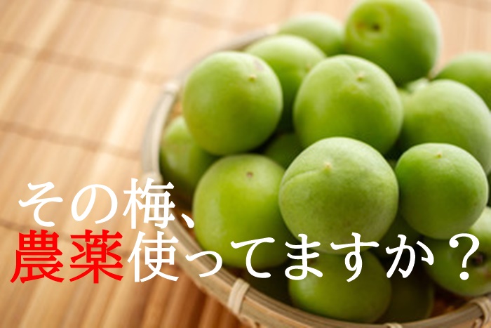 梅干し　選び方