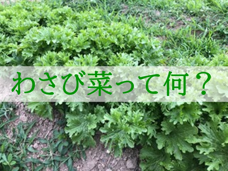 わさび菜とは